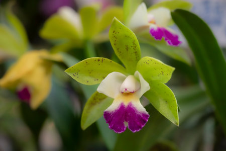 Close-up of Cattleya hybrid orchids bouquet. The sepals and petals are light green, and the lips are white and purple. Fragrant. The flowers bloom in the garden with natural soft light on green leaf backgrounds.の写真素材