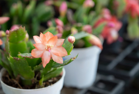 Close-up of Christmas cactus, Succulent plant, Schlumbergera. An orange cactus flower with natural sunlight in a white pot. The Ornamental plant for decorating in the garden or room decor.の写真素材