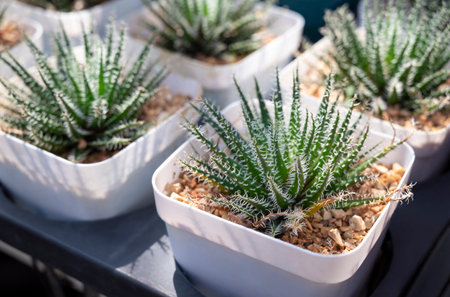 Close-up of a Haworthia plant in natural sunlight. A small succulent plant with dark green leaves and white hairs. The Ornamental plant for decorating in the garden or home decor.の写真素材