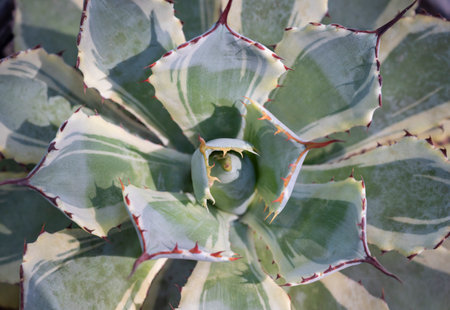 Close-up of Agave, a green succulent plant with a short stem and rosettes forms. The end and marginal leaves have red spines. The ornamental plants for decorating in the garden.の写真素材