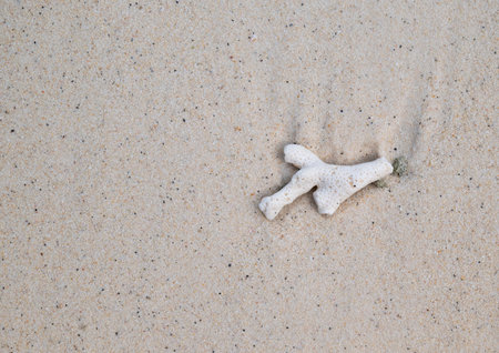 Close-up of beautiful white coral on the fine sand with natural soft sunlight. Copy space for text.