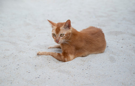 A cute orange shorthair stray cat is taking a rest on the white fine sand beach with happiness.の写真素材