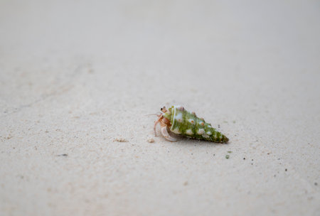 Close-up of a small beautiful hermit crab on the fine sand in the soft morning sunlight. A crab that lives in empty single-shell shells or mollusk shells for protection, found in coastal.の写真素材