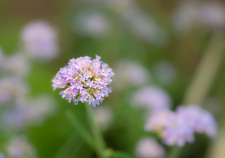 Close-up of soft violet Lantana Camara flowers with natural soft light in the garden and blurred background.の写真素材