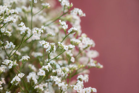 Selective focus of Gypsophila paniculata, White flowers with natural soft light and blurred background. Cut flower.の写真素材