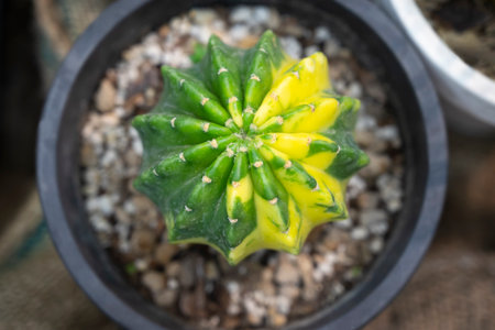 Gymnocalycium cactus. Popular succulent cactus, The stem is round shapes, green and yellow in the nursery pot. The Ornamental plant for decorating in the garden or home decor.の写真素材