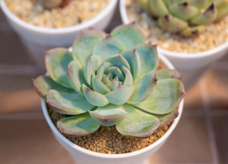 Close-up of Echeveria, a small succulent plant with green leaves in a white pot blooming in the natural soft light. Ornamental plants for decorating in the garden or home decor.の写真素材