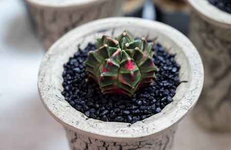 Gymnocalycium cactus. Popular succulent cactus, The stem is round shapes, green, and red with black...