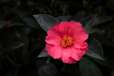 Close-up of Camellia flower with red petals and yellow pollen blooming in the garden on a dark green background. The flower is similar to large rosettes. Camellia is used as a drink,  tea, or food.の写真素材