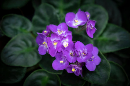 Close-up of African Violet flowers blooming on dark green leaves backgrounds and vignetted....