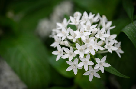 Close-up of white Pentas lanceolata bouquet, Egyptian star cluster. Small white flowers are blooming in the tropical garden.の写真素材
