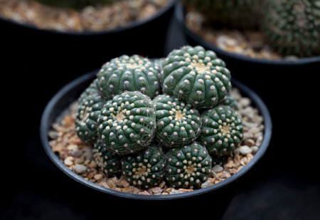 Close-up of Astrophytum cactus. Succulent cactus, dark green stems, spherical, and spineless with hairy. The Ornamental plant for decorating in the garden or home decor.の写真素材