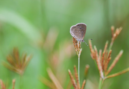 Close-up of a small gray butterfly on grass flowers in the garden on a blurred green background.の写真素材