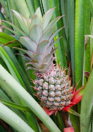 Tropical fruit of pineapple fieldの写真素材
