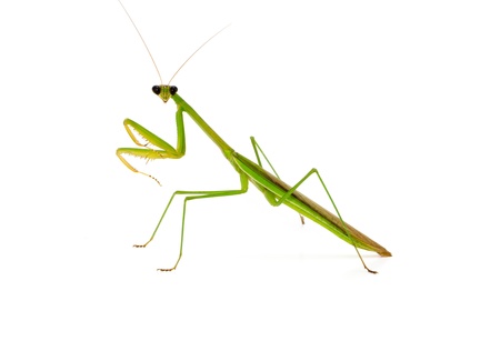 Macro green Mantis isolate on white backgroundの写真素材