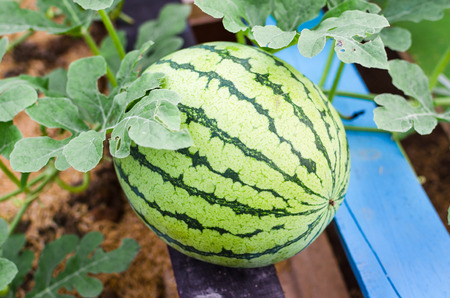 Watermelons on the green watermelon plantation in the summerの写真素材