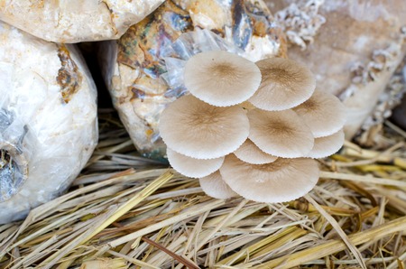 Fresh Mushrooms growing in soil and sawdust in plastic bag. Cultivation of  Mushrooms.の写真素材