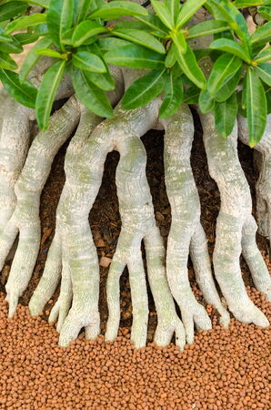 root of the tree. roots of the Impala Lily.の写真素材