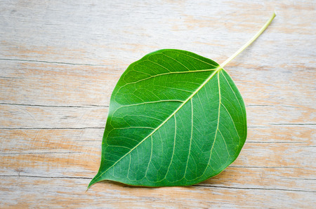 Sacred fig leaf (Ficus religiosa L. , Peepal Tree, Bodhi Tree, Bo tree, Peepal ) on wood backgroundの写真素材