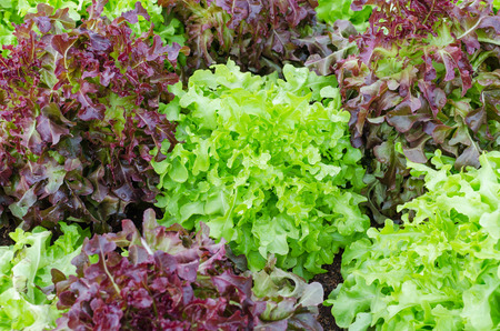 lettuce green and red leaf  vegetable in the gardenの写真素材