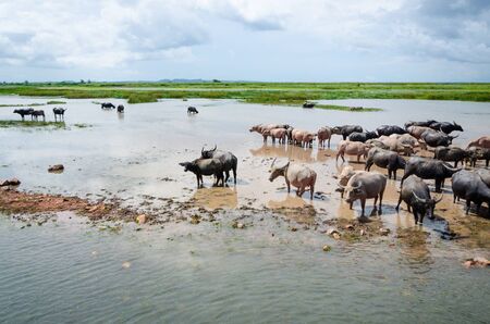 Herd of buffaloes in Thale Noi. Thale Noi means small lake, is protected as a Ramsar wetland since 1998. It is a part of the larger Thale Noi Non-Hunting Area, Songkhla Lake, Phatthalung, Thailand.の写真素材