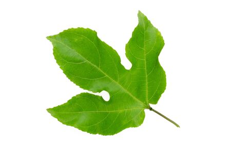 Green Leaves Passion Fruit isolated on white backgroundの写真素材