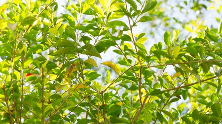 Green leafe and branchの写真素材