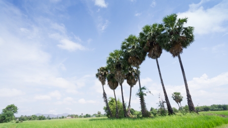 sugar palm tree in countryside asiaの写真素材
