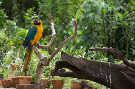 beauty macaw bird on branchの写真素材