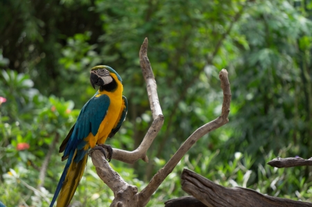 beauty macaw bird on branchの写真素材