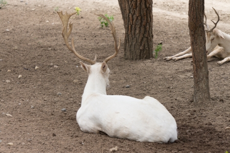 White deer in safari parkの写真素材