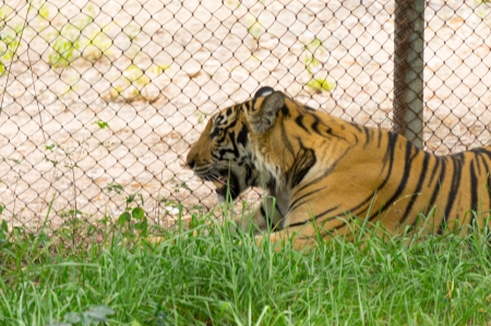 Tiger crouch on grass in safari parkの写真素材