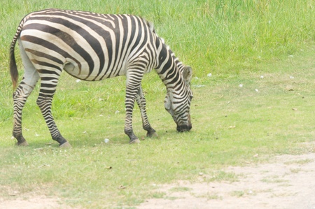 lonely zebrawalk  eating grassの写真素材