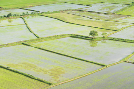 young wide plantation rice field