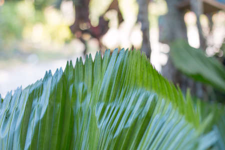 Big green leaf in nature place