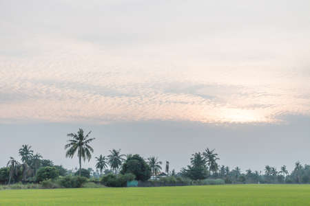 Rice field and tree in country sideの写真素材
