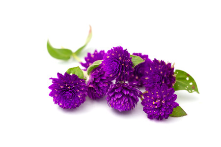 Globe amaranth beauty flower in white backgroundの写真素材