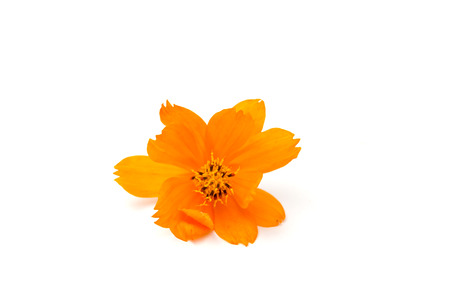 Cosmos the orange flower in Asteraceae or Compositae from thailand on white backgroundの写真素材