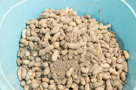 Raw peanut after harvest in blue bowl