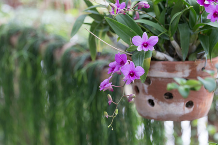 Beautiful orchid hang on potの写真素材
