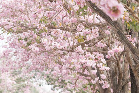 Buauty pink flower road