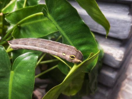 Leaf eating caterpillar with striking yellow eyes and horns. Larva of the hawk moth or Hippotion...