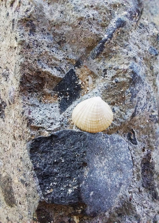 White sea shells with beach sand. Natural curved shape of the shells. Peaceful calm beach feel....