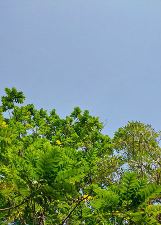 Tall trees. Tree view. Background of shady trees and roots with sky behind, freshness and...