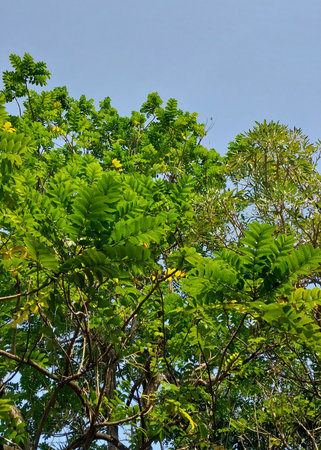 Tall trees. Tree view. Background of shady trees and roots with sky behind, freshness and...