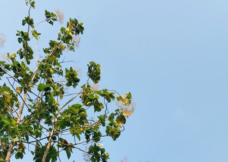 Teak tree. Tree view. Shady tree and root background with sky behind, freshness and tranquility....