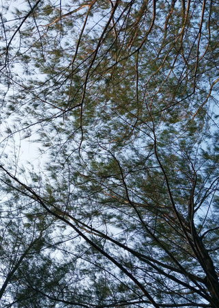 Trees and branches. Silhouette view of trees. Shady background of trees and roots with the sky...