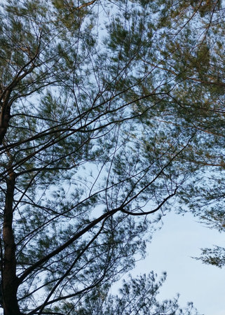 Trees and branches. Silhouette view of trees. Shady background of trees and roots with the sky...