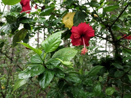 Hibiscus. Blooming red blushing shoes with fresh green leaf background after rain. Background Natural themes, for home ornamental plants, or green open space gardens. For a better earthの写真素材