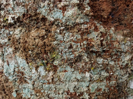 Tree trunk. The texture of the tree that has been old, uprooted. Irregular and unique patterns such as cliffs. Good for natural background The concept of nature and for the needs of graphic sourcesの写真素材
